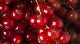 Cranberry e D-Manose contra cistite