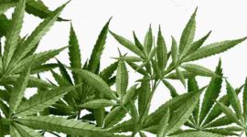 Cultivo de cannabis no Brasil para fins medicinais