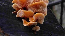 Cogumelos alucinógenos: saiba um pouco sobre eles