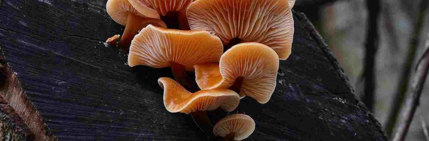 Cogumelos alucinógenos: saiba um pouco sobre eles