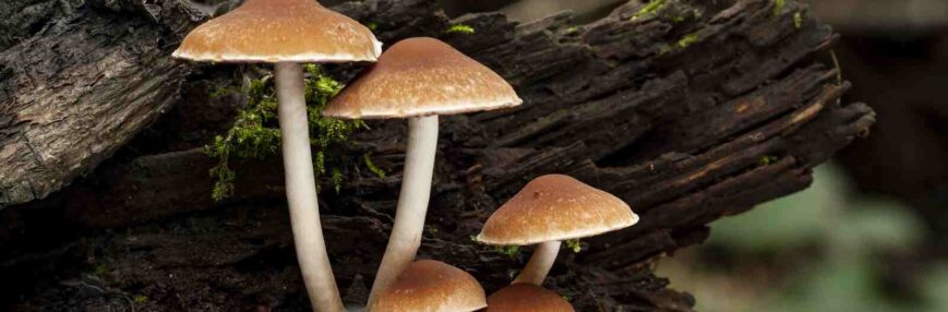 Cogumelos medicinais: benefícios e indicações